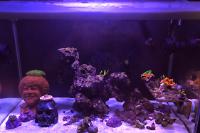 Happy Little Trees Reef on Jan 6, 2023