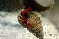 Red Leg Hermit Crab Thumbnail