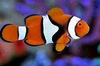 Percula Clownfish Thumbnail