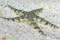 Sand Sifting Starfish