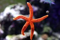 Red Linckia Starfish