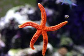 Red Linckia Starfish