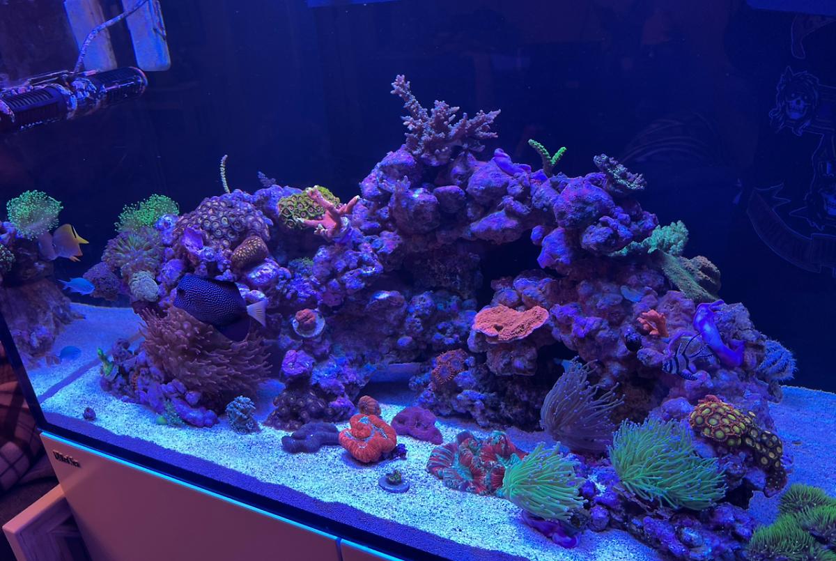 Reefer 250 on Jan 9, 2023