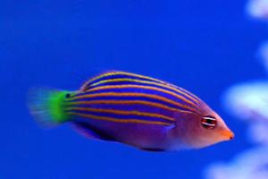 Six-line wrasse Thumbnail