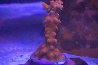 Red Branching Cyphastrea Thumbnail