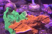 Grafted Monti Cap Thumbnail