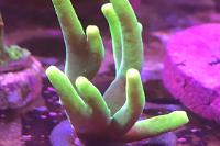 Green Smooth Skin Acro  Thumbnail