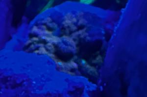 Money Shot Rhodactis Thumbnail