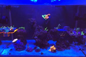 Happy Little Trees Reef on Jan 27, 2023