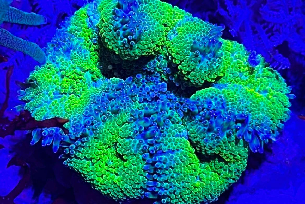 Mini Maxi Carpet Anemone