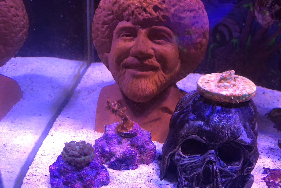 Happy Little Trees Reef on Jan 31, 2023