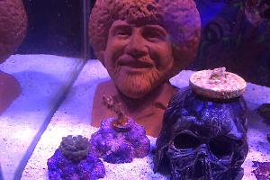 Happy Little Trees Reef on Jan 31, 2023
