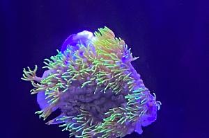 Green Star Polyp Thumbnail