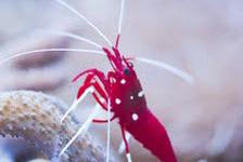 Fire Shrimp