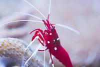 Fire Shrimp
