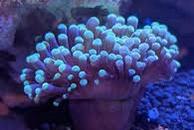 Short Tentacle Torch
