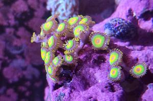 Rasta Zoa Thumbnail