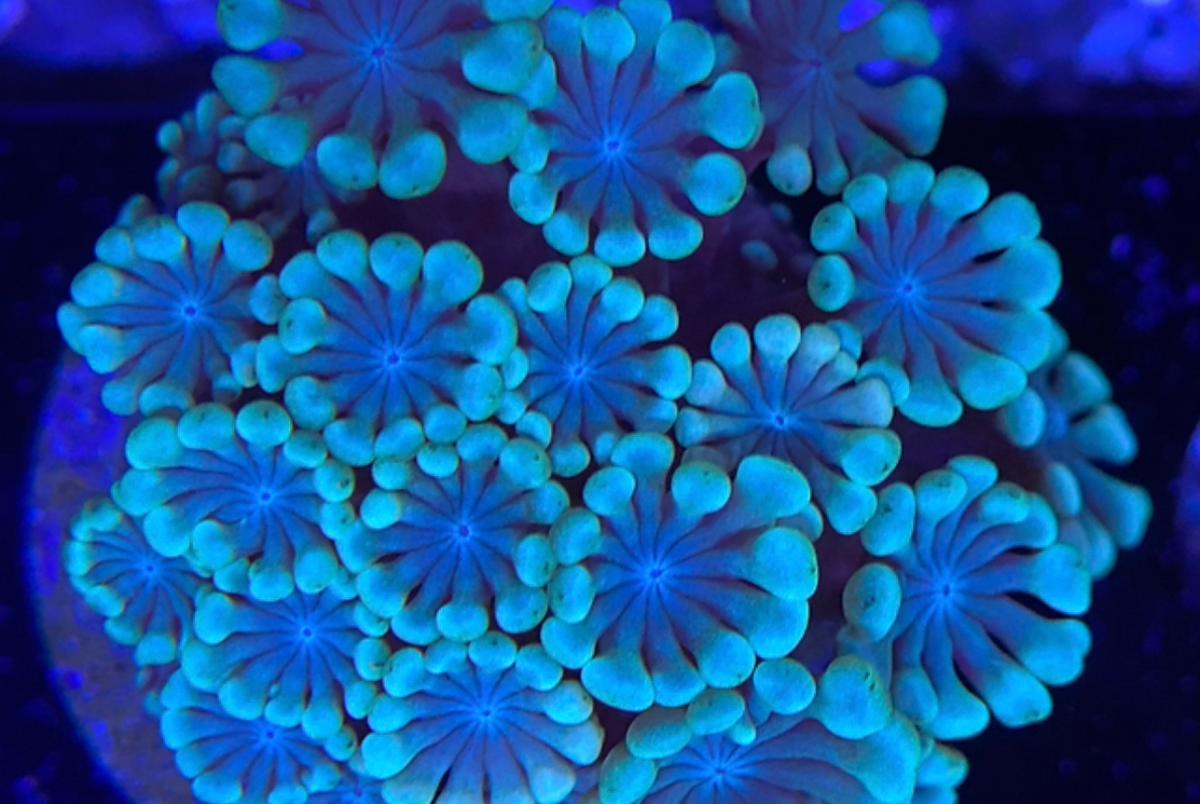 Alveopora
