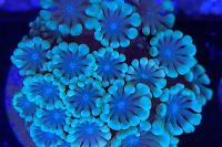 Flower Pot Coral Thumbnail