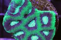 Green Favia Thumbnail