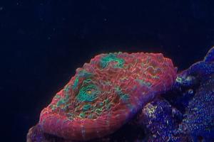 Mushroom Coral Thumbnail
