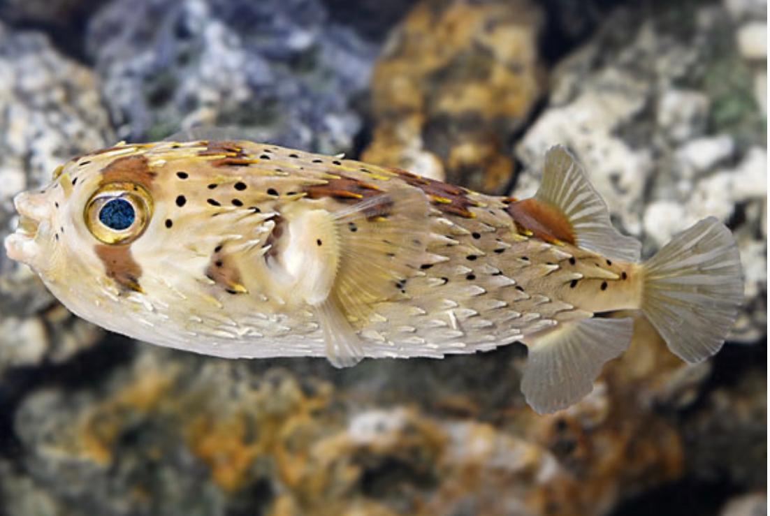 Porcupine Puffer