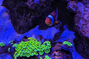Zoanthid Thumbnail