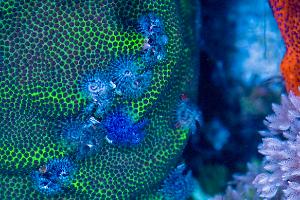 Red Sea Reefer 170 Thumbnail