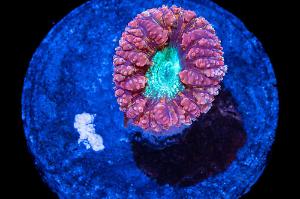 Blasto Coral