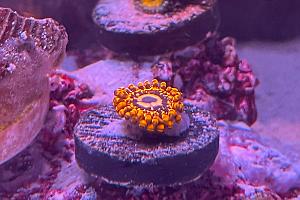 Utter Chaos Zoanthid Thumbnail