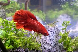 Betta  Thumbnail