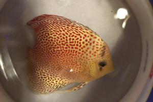 75 Gallon on February 27, 2023