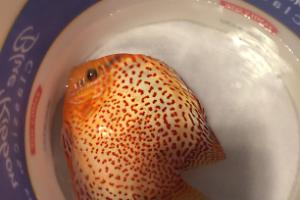75 Gallon on February 27, 2023