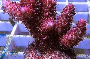 Red Planet Acropora Thumbnail
