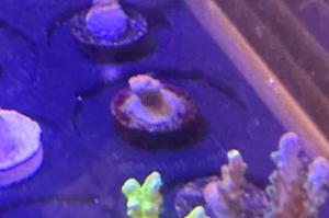 Red Planet Acropora Thumbnail
