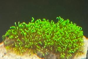Green Star Polyp Thumbnail