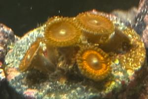 Zoanthid Thumbnail