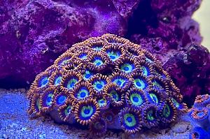 Fruit Loops Zoathid Colony Thumbnail