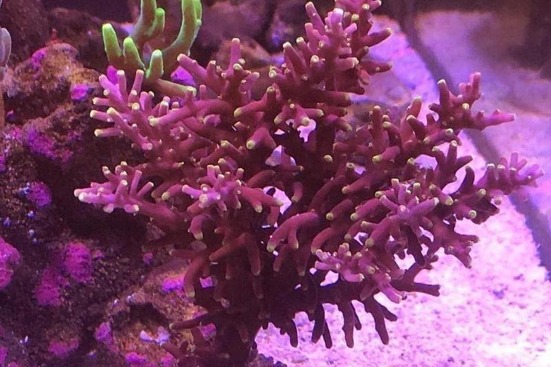 Happy Little Trees Reef Thumbnail
