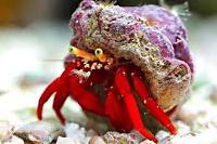 Scarlet Hermit Crab Thumbnail