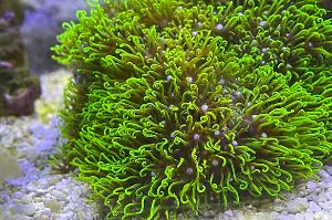 Green Star Polyp Thumbnail