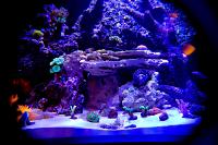 Mini reef  on Mar 13, 2023