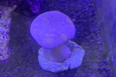Toadstool