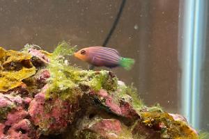 Six Line Wrasse Thumbnail