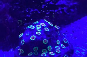 Bizarro cyphastrea Thumbnail