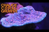 Purple Chalice Thumbnail
