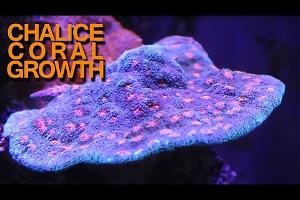 Purple Chalice