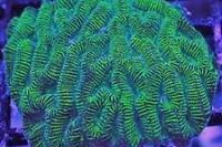 Green Brain Coral Thumbnail