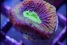 Pink/Green Favia