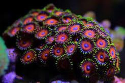 Zoanthids